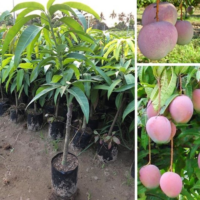 Cây giống xoài tím màu đẹp mắt, vị thơm ngọt- Hoa kiểng Nguyễn Lộc