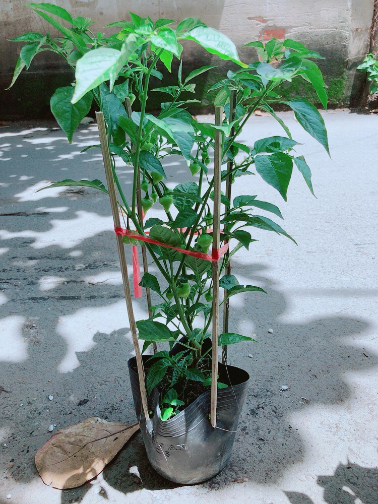[HCM]Bụi Ớt Trái Tim