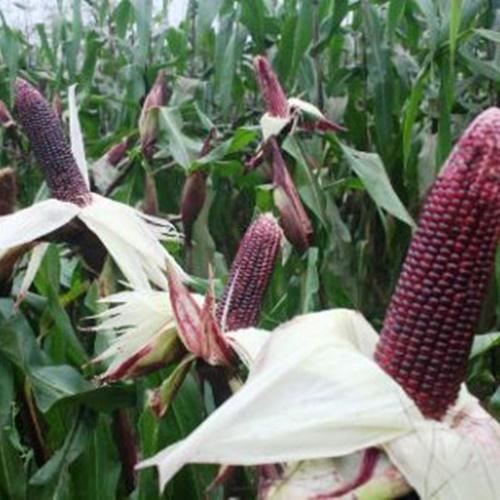 Hạt Giống Ngô Nếp Tím. Túi 100 gram - Dinh Dưỡng Cao - Giá Khuyến Mại.