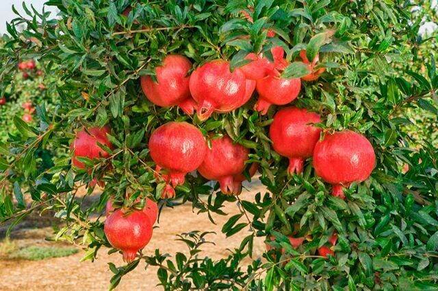 cây giống lựu đỏ thái lan, bầu to,cây đẹp.