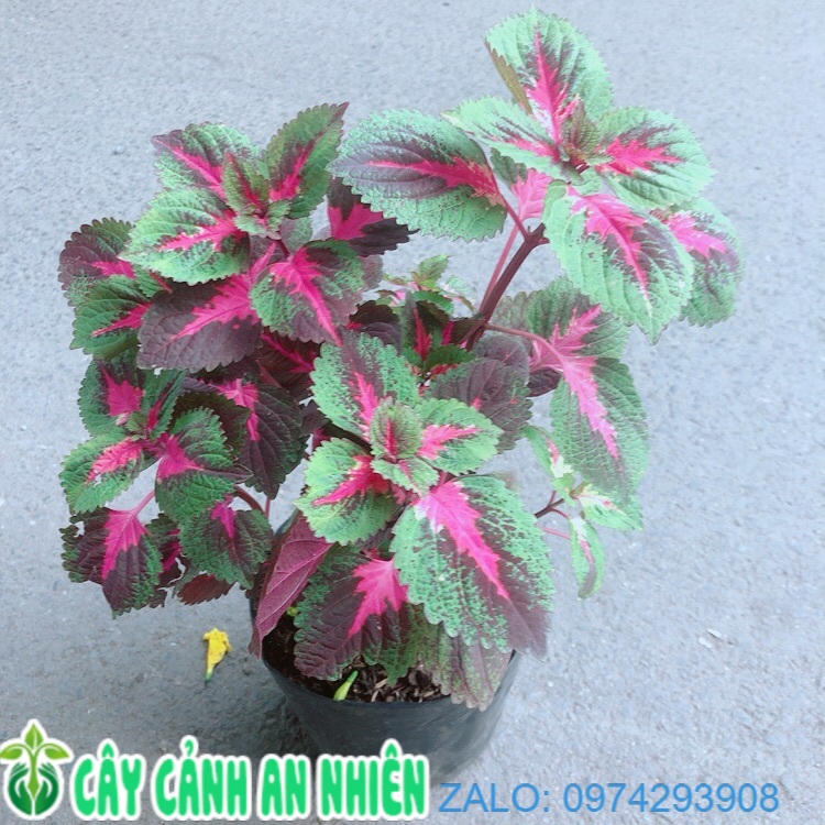 Lá Gấm Tím