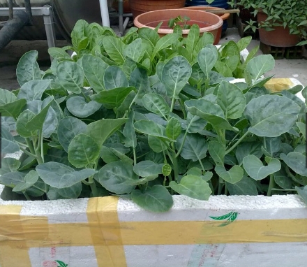 Hạt giống cải rổ tặng kích mầm