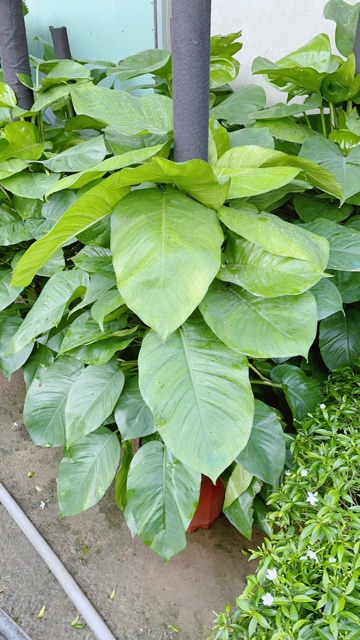 Trầu Bà Leo Size Đại