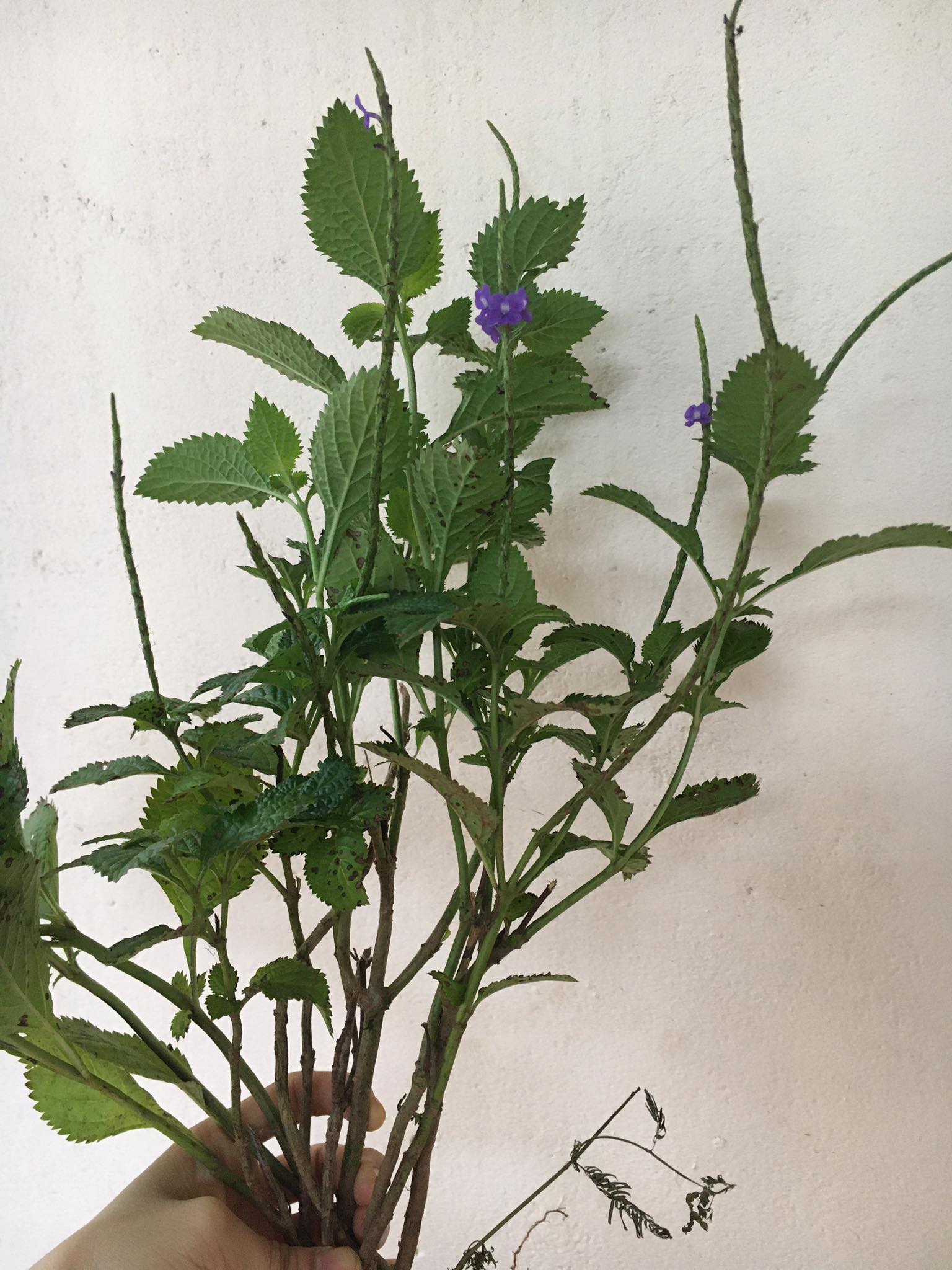 Cây giống Đuôi Chuột (mạch lạc)