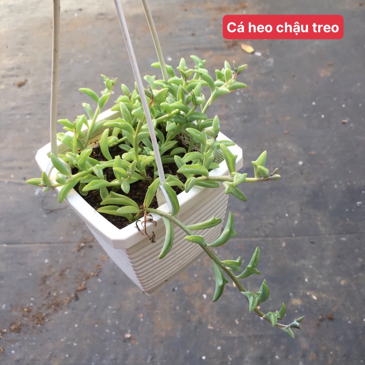Sen đá cá heo chậu treo