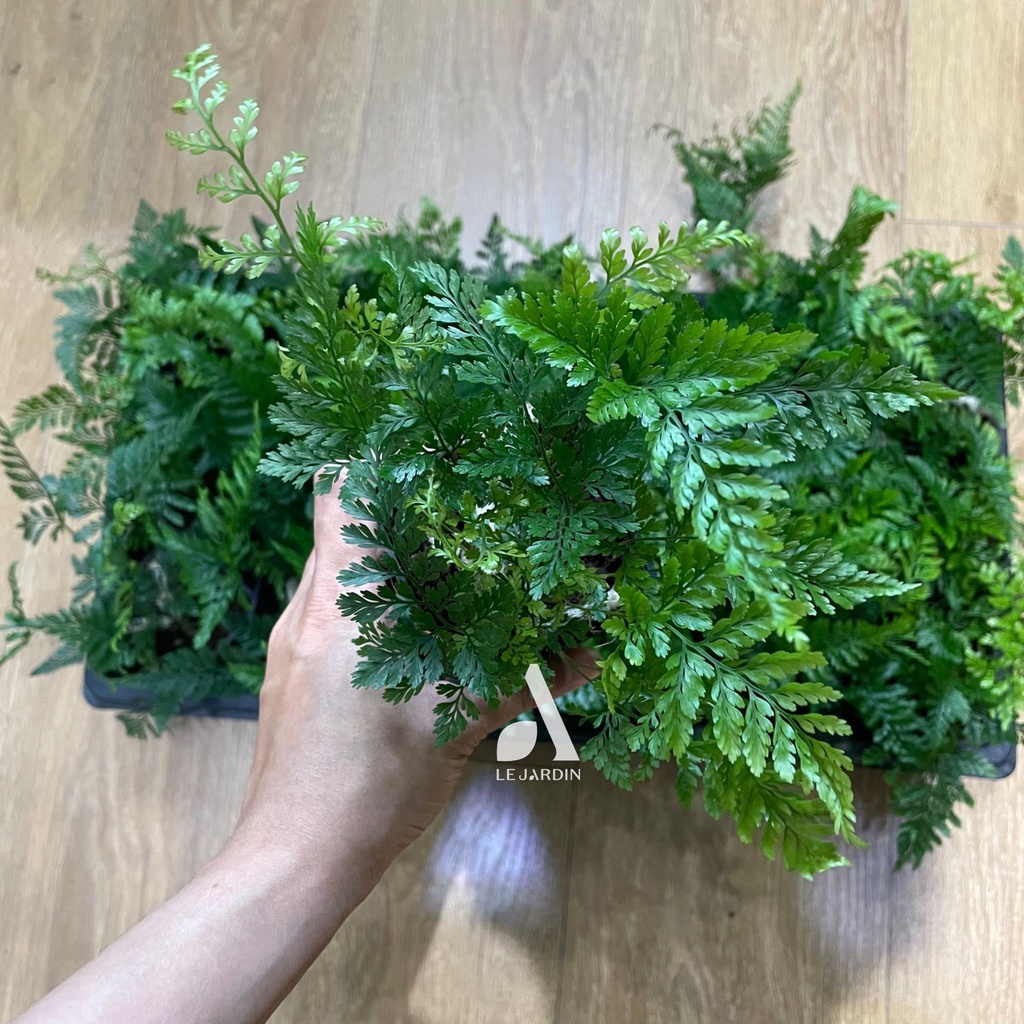 Dương xỉ Davallia - set bình terrarium, gắn lũa, đá hồ bán cạn