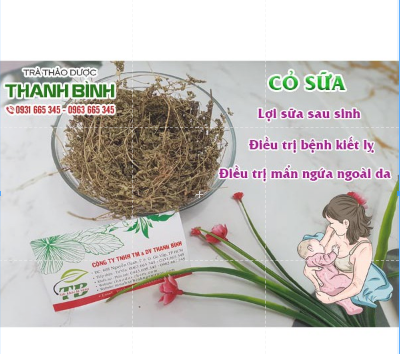Cây Cỏ Sữa Lá Nhỏ 100g - Thảo Dược Thanh Bình