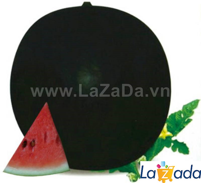 100gr 1600.hạt hạt giống dưa hấu tròn to 12kg tg38