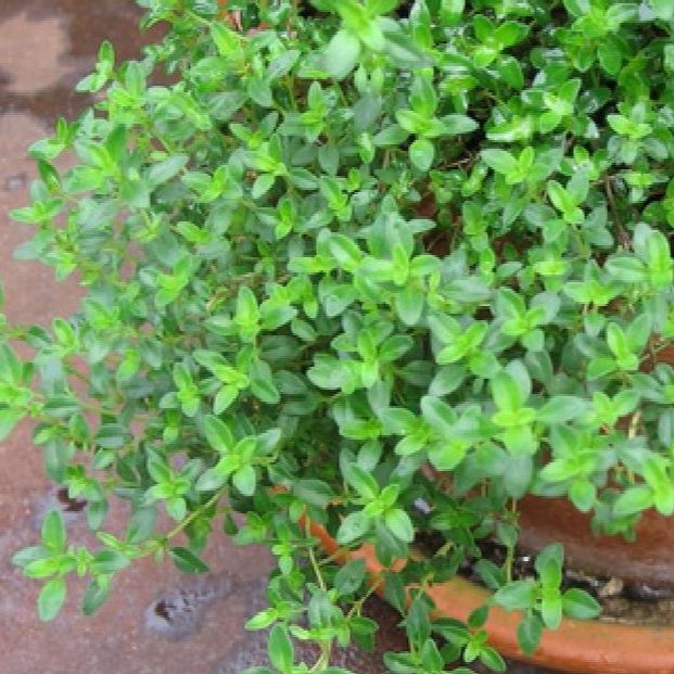 Hạt giống cây xạ hương -gói 100 hạt