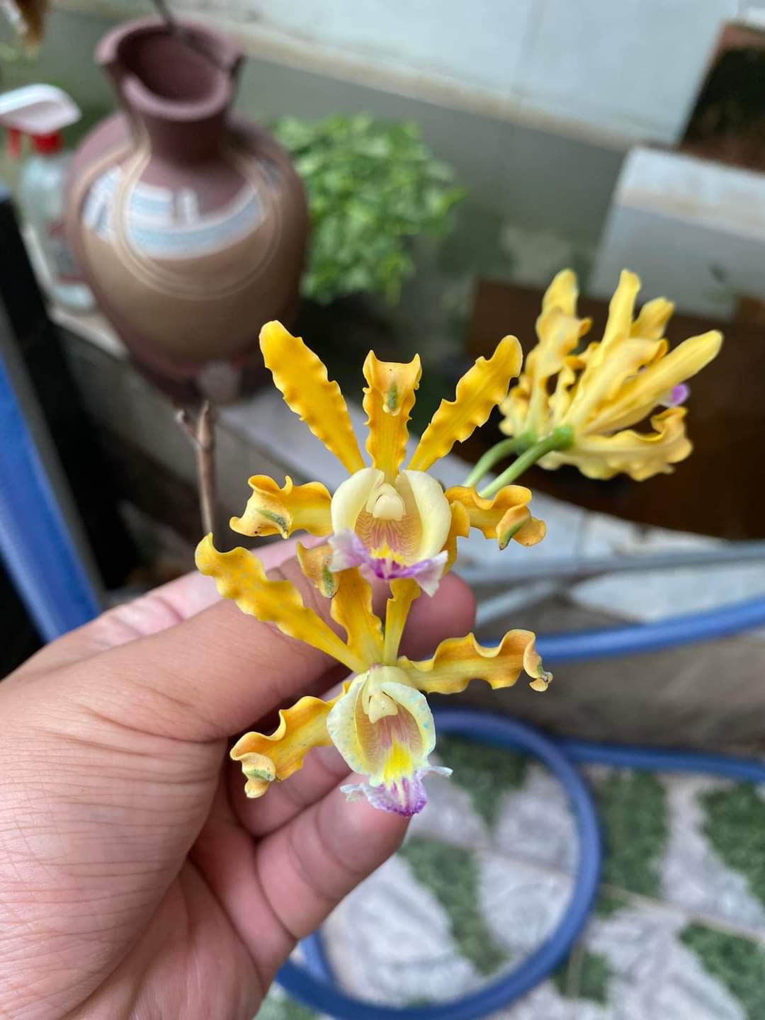 Hoa lan ống điếu