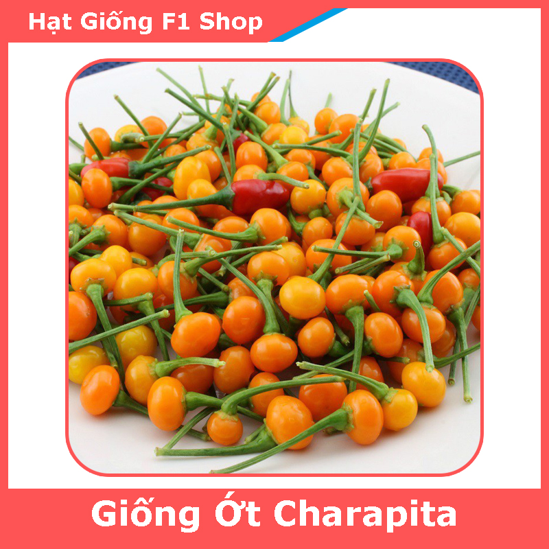 Hạt Giống Ớt Charapita (Ớt Peru) (5H) (281.F1)