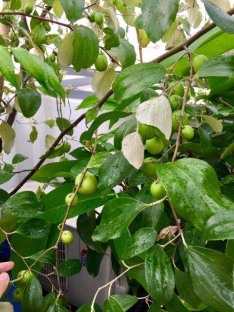 Cây giống táo Thái Lan siêu trái trái sớm (3 tháng)
