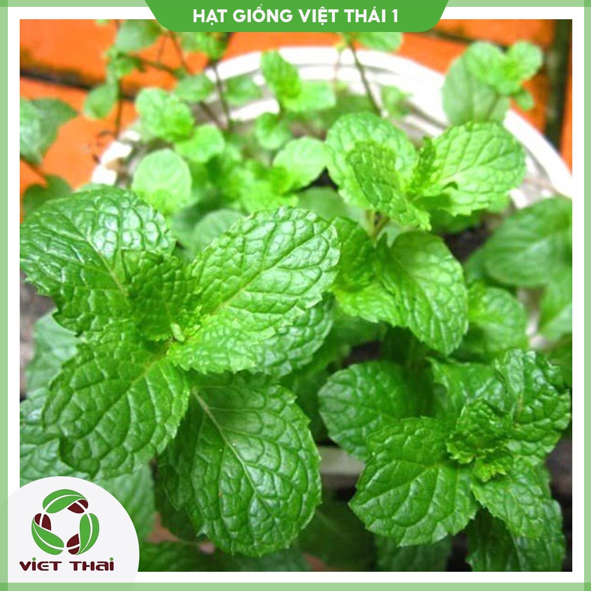 [SALE] Hạt giống rau Bạc Hà Thái- HGVT1