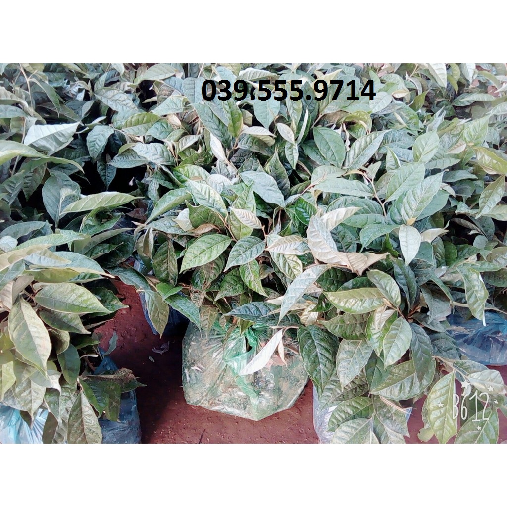 Cây Giống Nhót Ngọt Siêu Quả