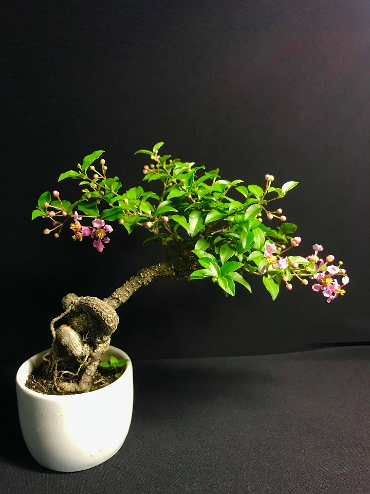 CÂY Hồng ngọc mai bonsai , CÂY LỚN