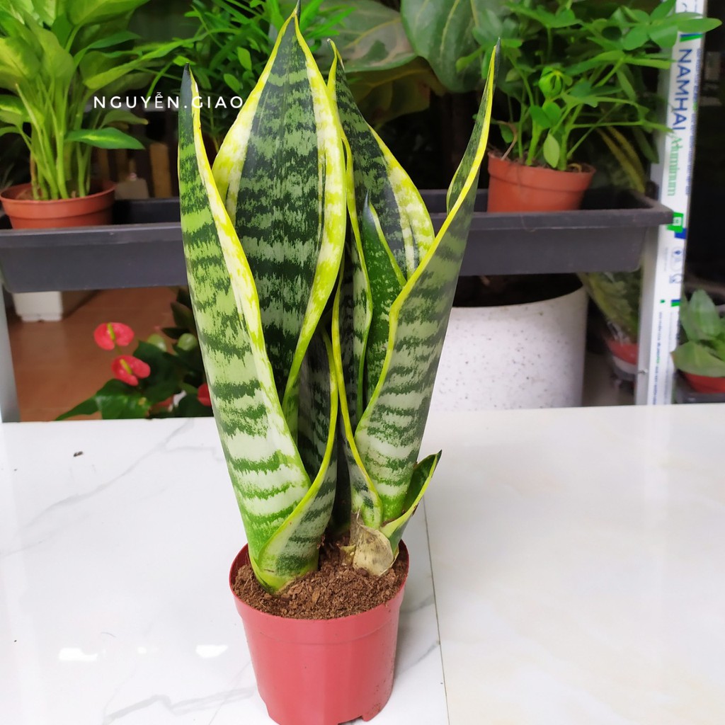 Cây cảnh mini - Cây Lưỡi Hổ Viền Vàng