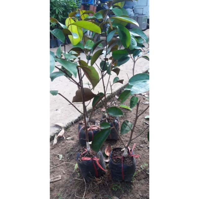 Cây vú sữa mica. cây đẹp giống chuẩn