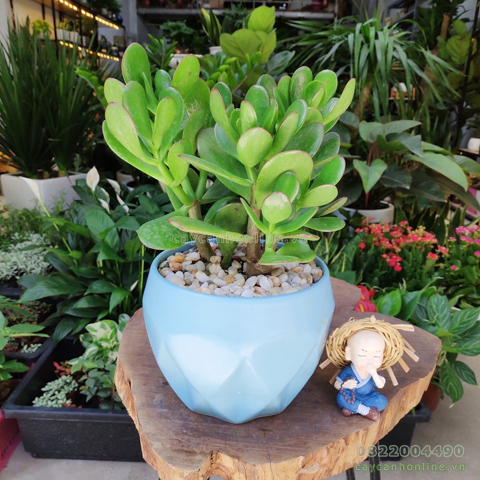 Chậu gốm sứ trồng cây đáy xoắn