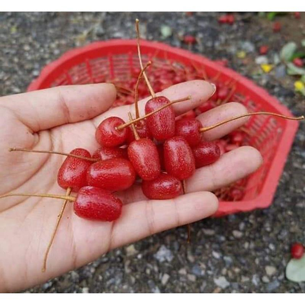 Cây Giống Nhót Mỹ Siêu Ngọt cam kết chất lượng