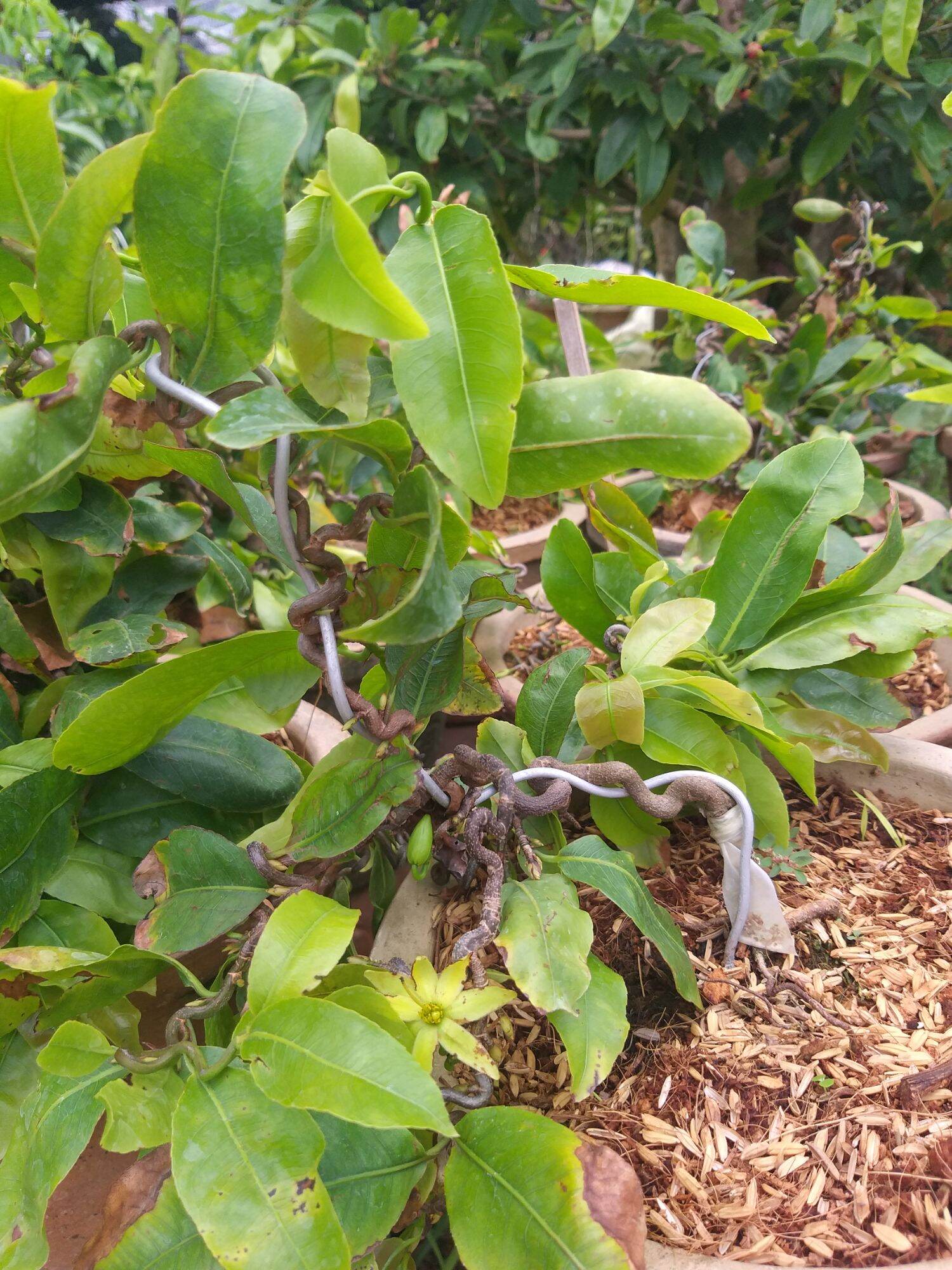 Mai xoắn (mai quắn) mini
