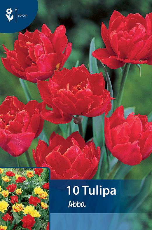 Combo 5 củ hoa tulip kép nhiều màu - trồng chơi tết