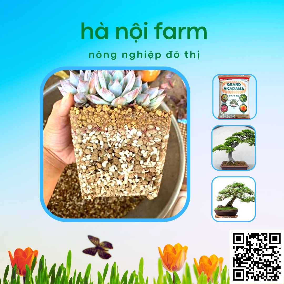 Đất nung Nhật Bản Akadama, Đất nung núi lửa - 1KG
