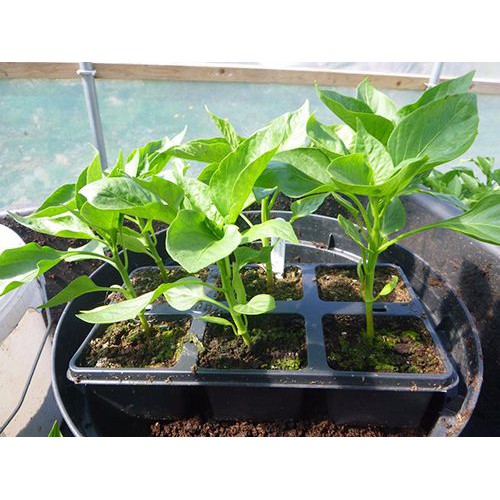 Hạt Giống Ớt Ngũ Sắc 40 hạt