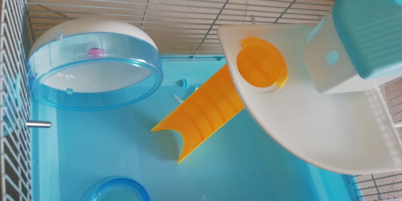 Lồng hamster, bọ Đại