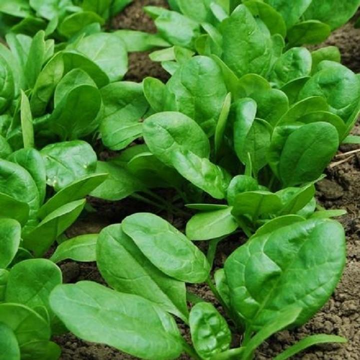 Hạt giống cải bó xôi chịu nhiệt (rau chân vịt) 20gr