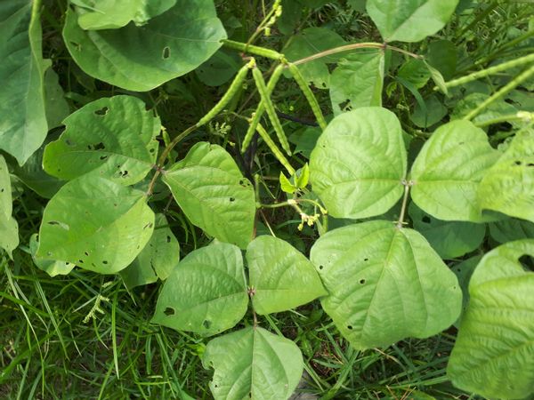 Đậu Xanh - Đỗ Xanh Hữu Cơ Quê Bóc Vỏ