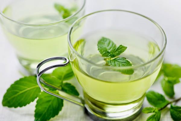 Chậu cây bạc hà nhật - japanese mint