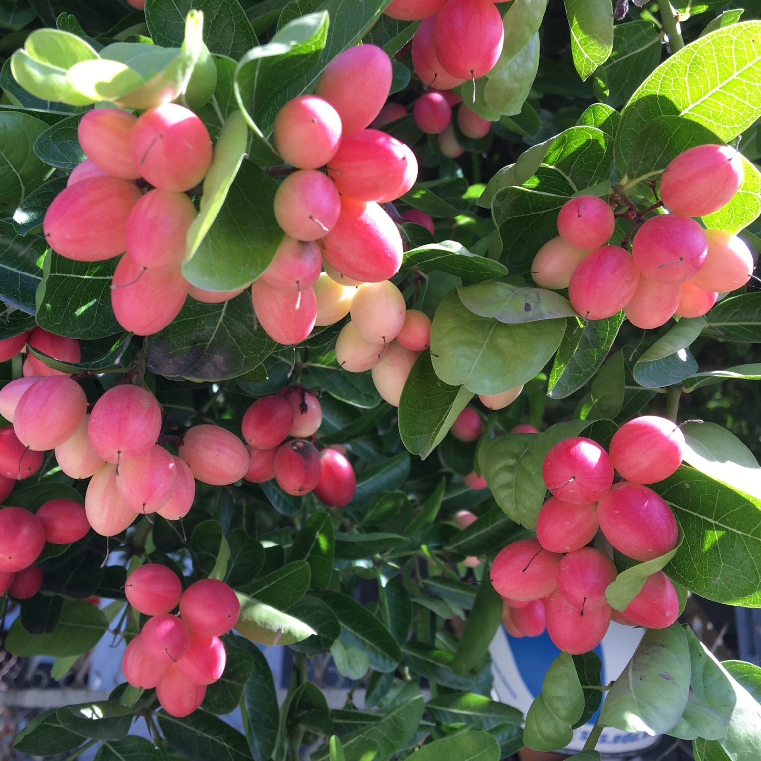 CÂY SIRO 1 NĂM TUỔI TRỒNG CHẬU LỚN, NHIỀU NHÁNH KHỎE MẠNH CAO TỪ 40CM