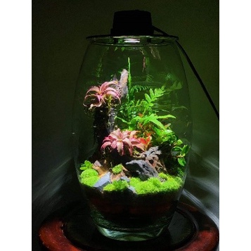 Nắp đèn cho bình terrarium hàng đặt 3w size 9cm