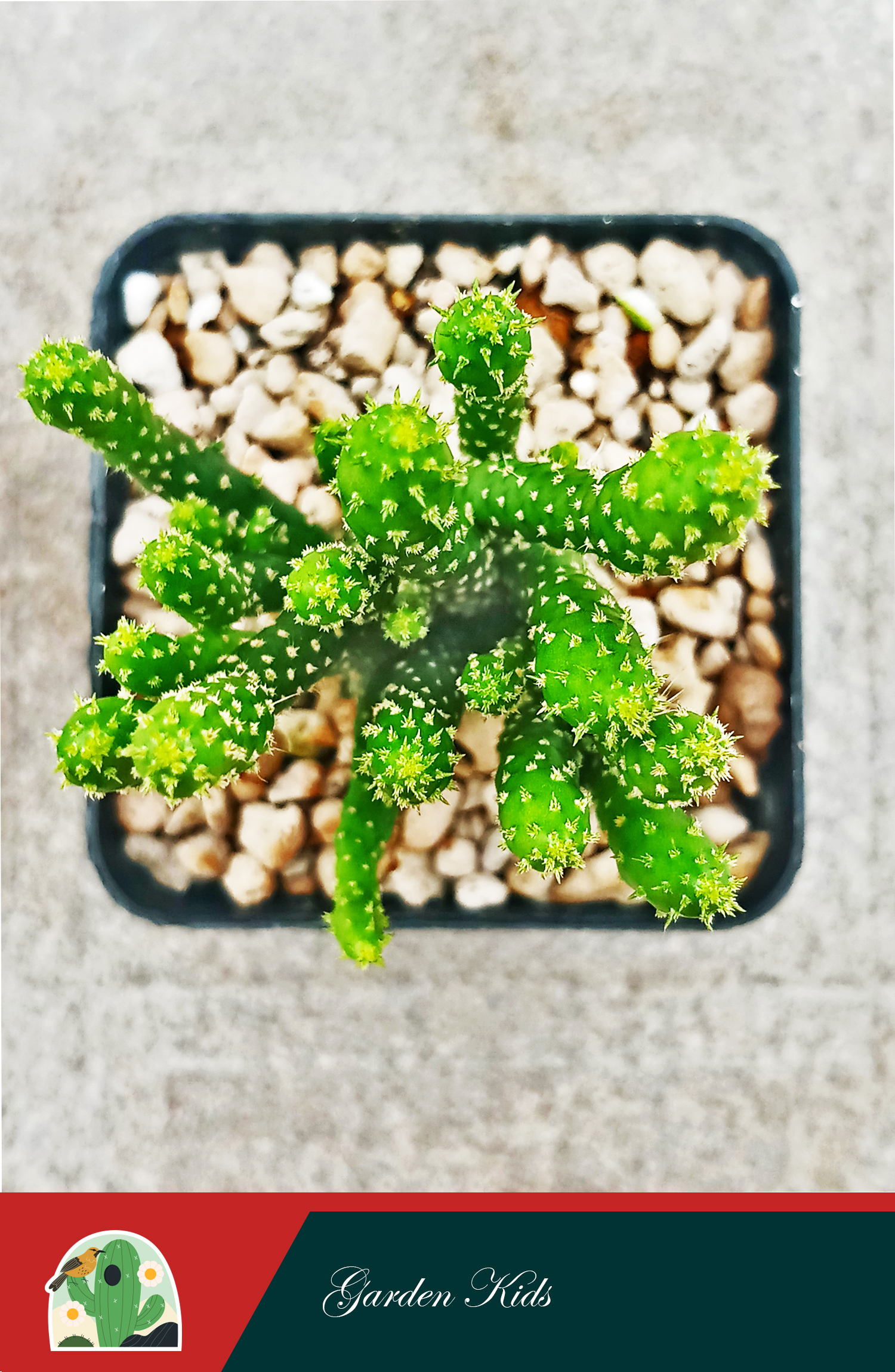 Xương rồng san hô (Opuntia Monacantha)