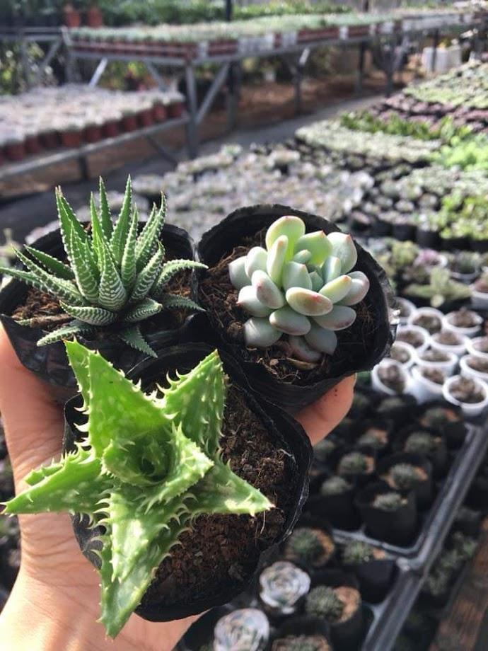 Sen Đá Hàm Cá Mập