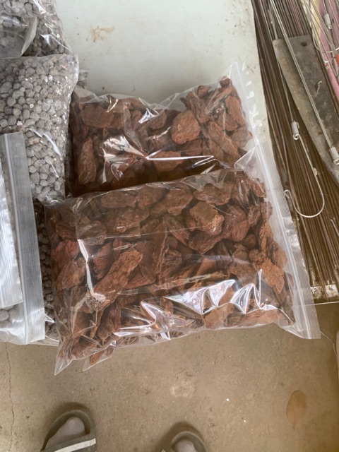 1Kg Thông Trồng Lan đã xử lý các cỡ