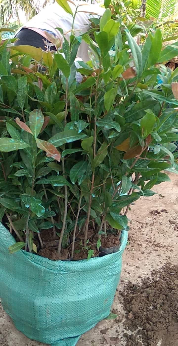 Cây giống bạch mai miến điện cây hoa mai đột biến quấn rễ đẹp