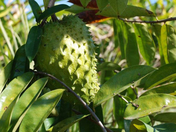1 KG LÁ MÃNG CẦU XIÊM THÁI  [ LÁ TƯƠI - MÃNG CẦU GAI ].