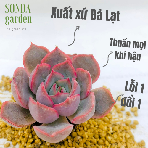 SEN ĐÁ HỒNG CÁNH CỨNG SIZE MINI LỖI 1 ĐỔI 1