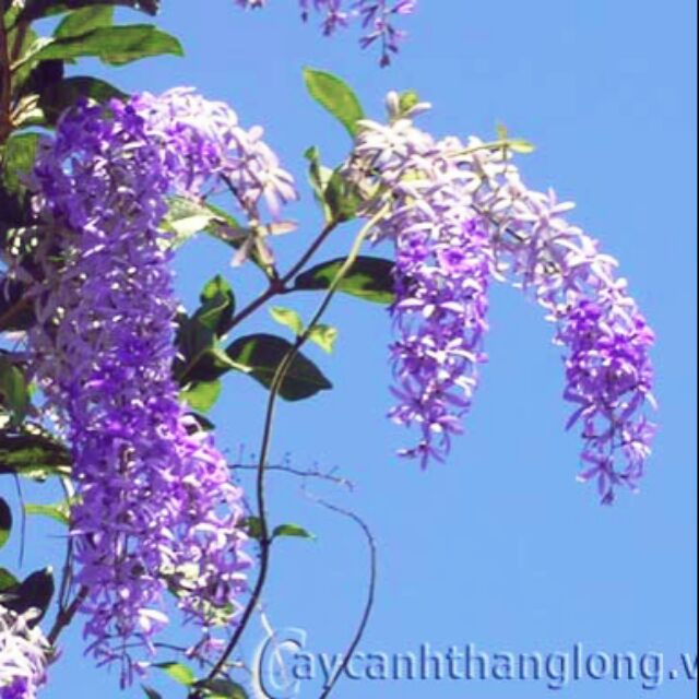 Hoa Mai Xanh Thái cây già cao gần 1m.