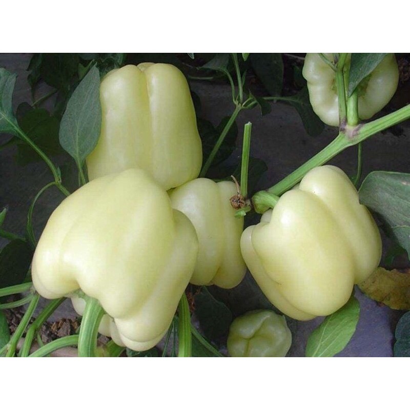 Hạt Giống Ớt Chuông Các loại