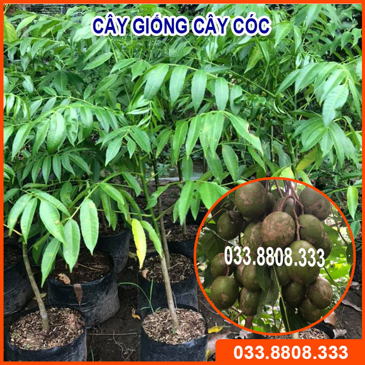 Cây giống cóc thái nhanh ra hoa siêu trái