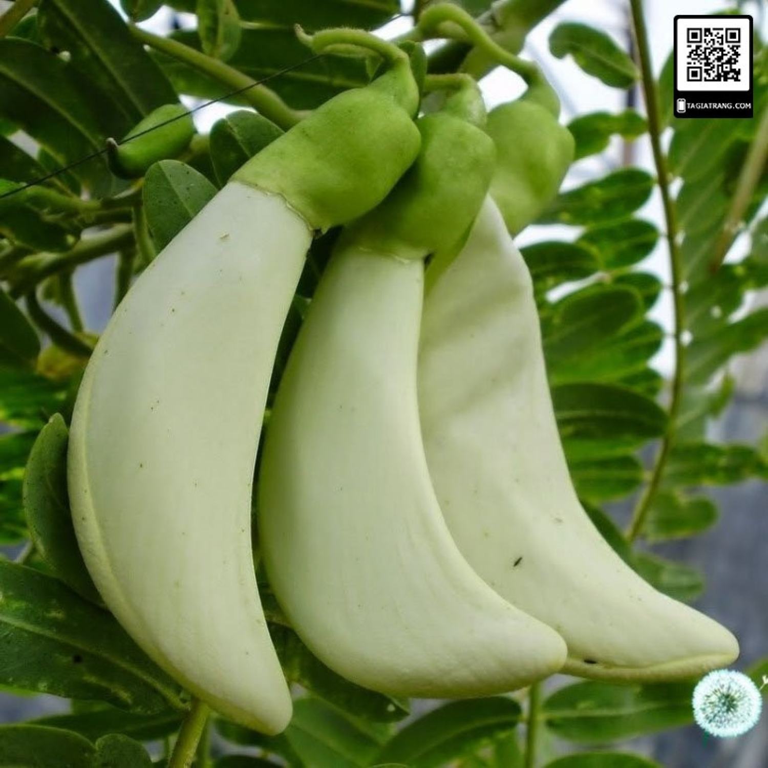 Ma313 gói hạt giống cây so đũa - gói 10 hạt