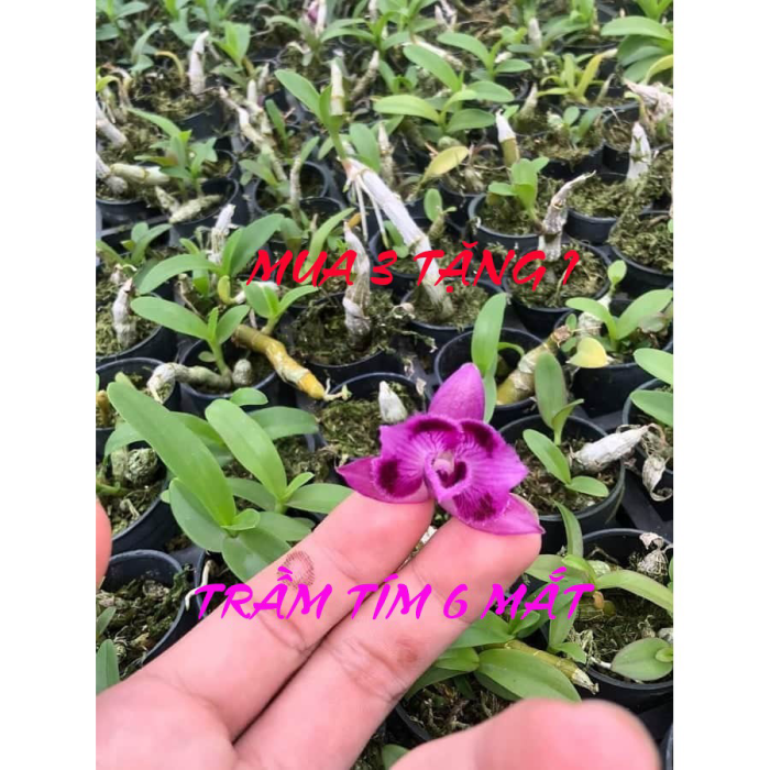 Hoa lan giả hạc, phi điệp lá mít
