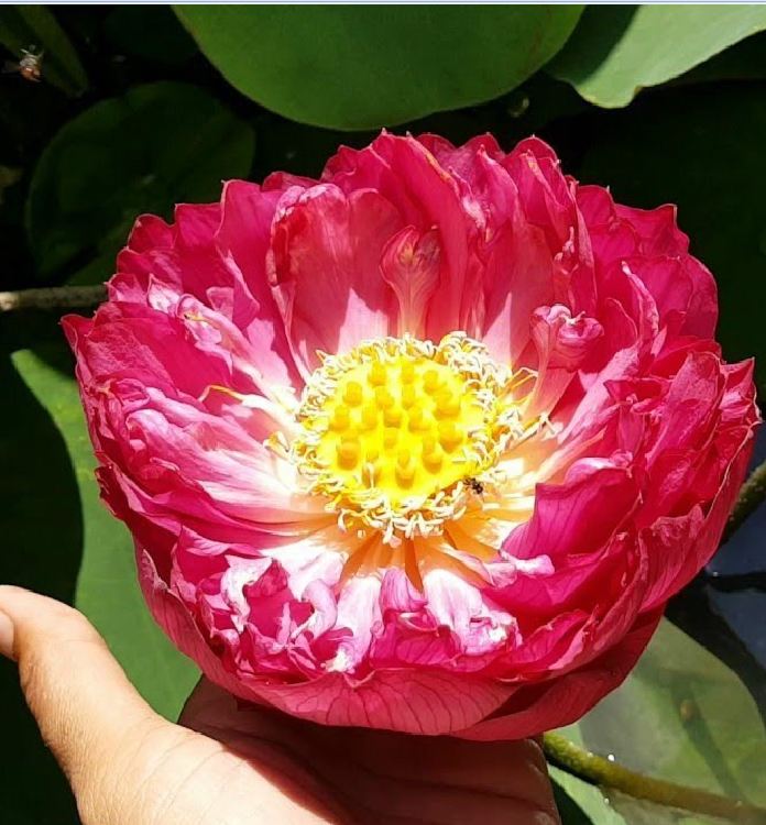 Hạt giống sen bạch diệp hoa màu đỏ ( gói 5 hạt )