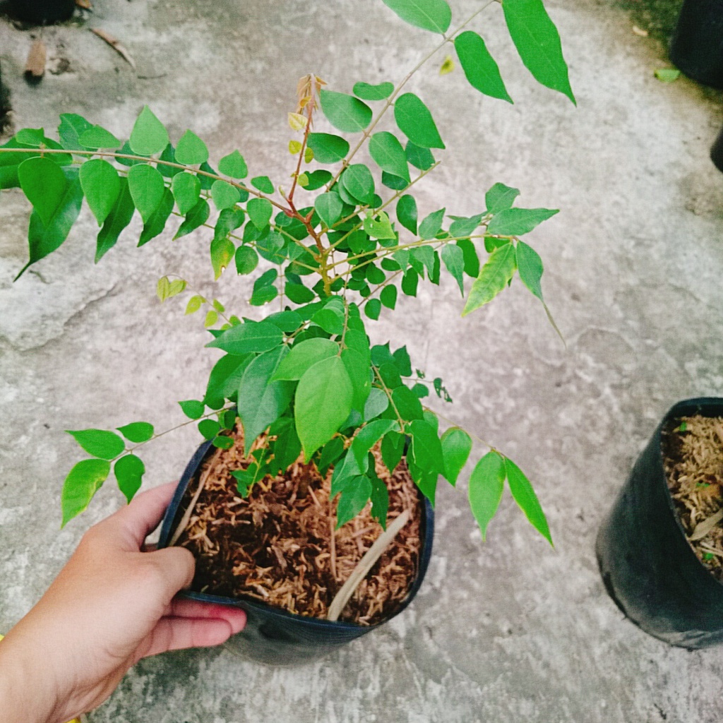 Cây Khế Ngọt - cây ăn quả