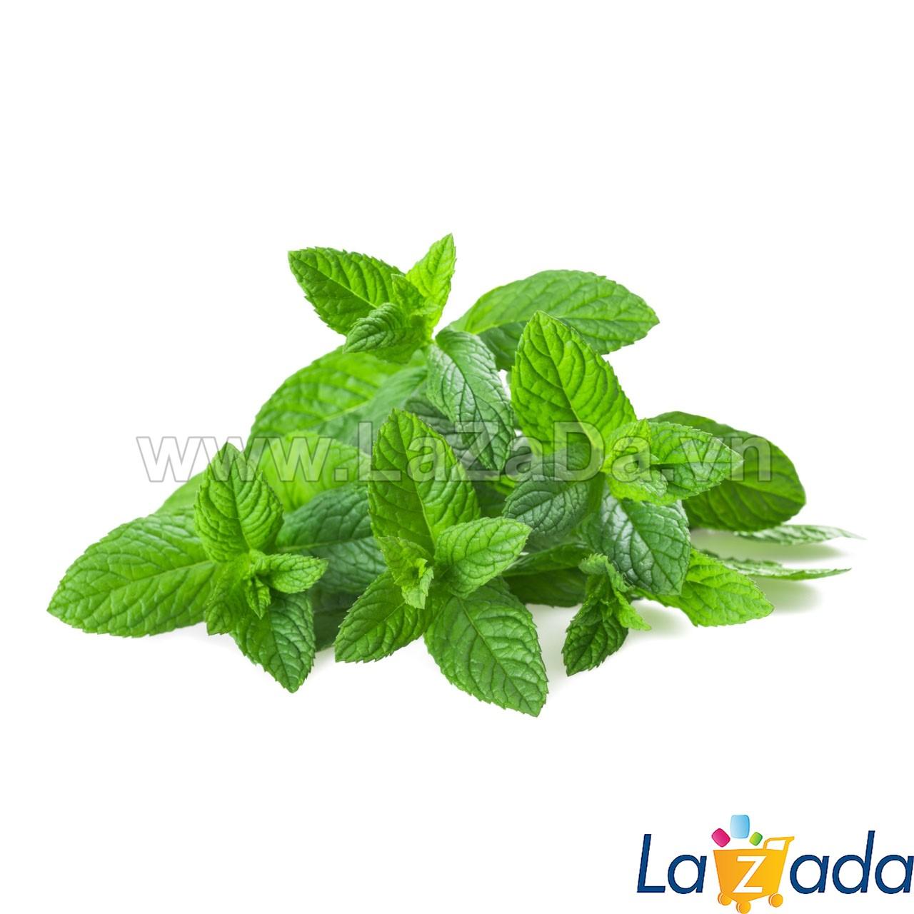 0.2GR 700.HAT Hạt Giống Húng Bạc Hà Âu Peppermint (KL| C26*X43*M242)