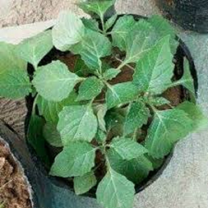 Cây giống cây rau tầm bóp