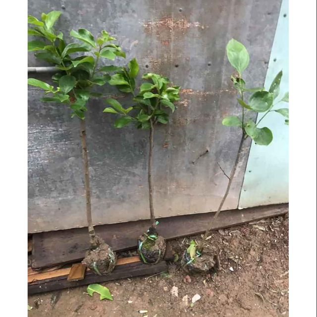 Cây giống hồng đen nhật bản