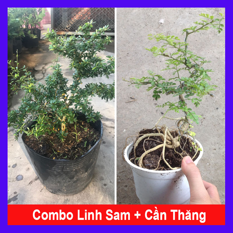 Combo linh sam cần thăng + tặng phân bón Combo 2 cây bonsai Mini tiết kiệm đem lại thịnh vượng